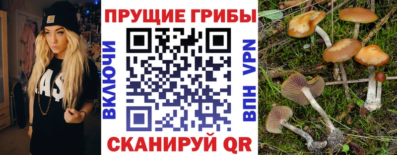 Псилоцибиновые грибы Psilocybine cubensis  Павловский Посад 